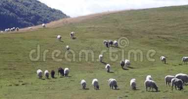一群羊在绿草上